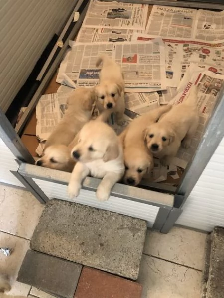 Cuccioli di Golden Retriever con pedigree ENCI 