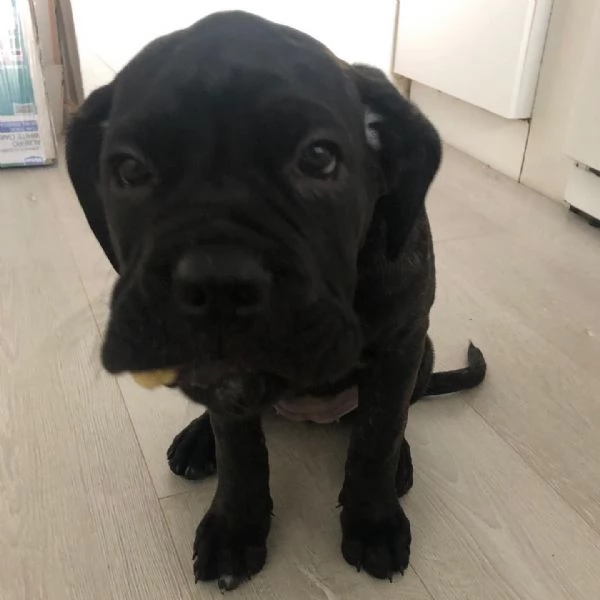 Adorabile cucciolo di cane corso | Foto 5