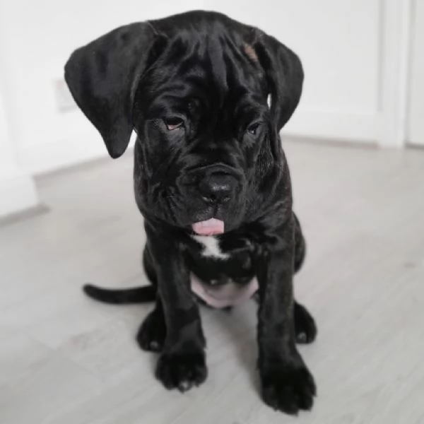 Adorabile cucciolo di cane corso | Foto 3