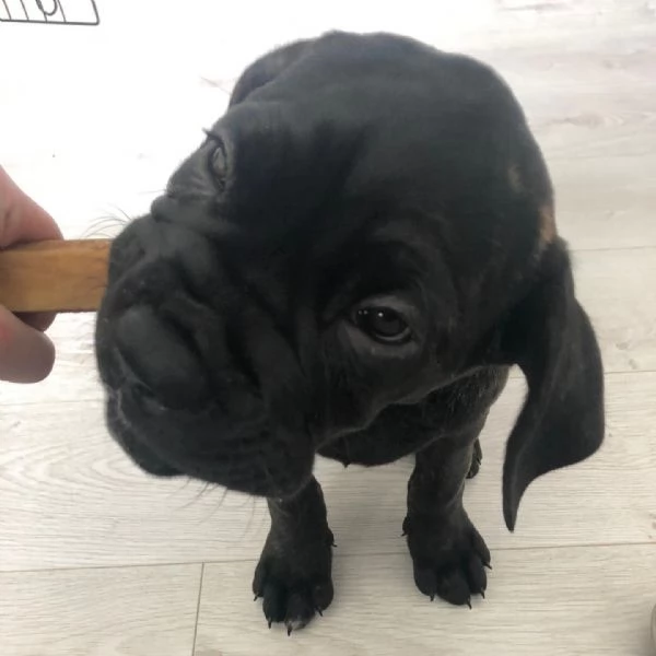 Adorabile cucciolo di cane corso