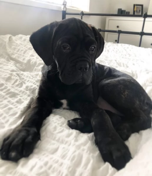 Adorabile cucciolo di cane corso | Foto 0