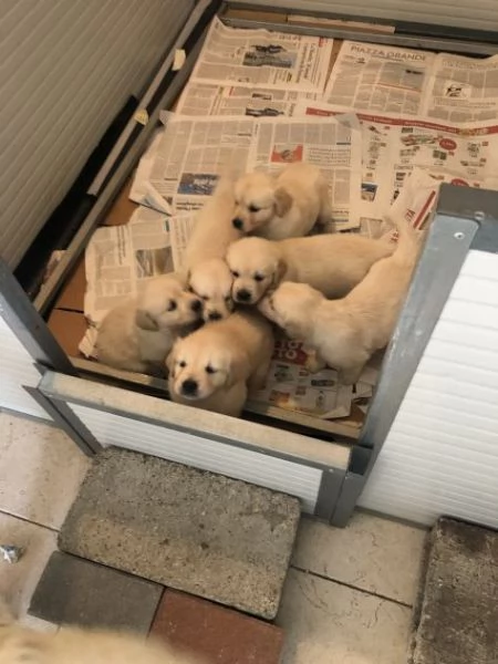 Cuccioli di razza Golden Retriever