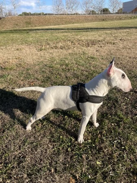 Bull Terrier | Foto 2