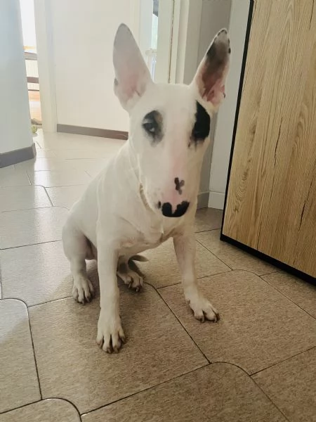 Bull Terrier | Foto 0