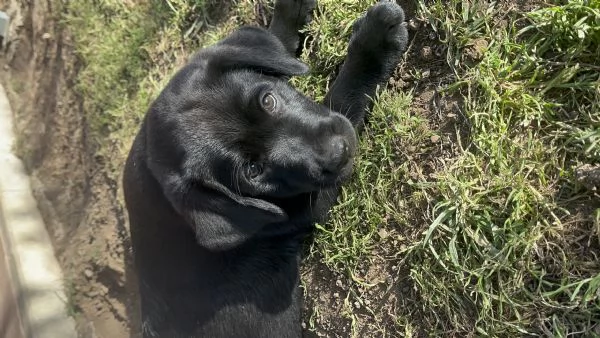 Cuccioli di Labrador Retriever | Foto 1