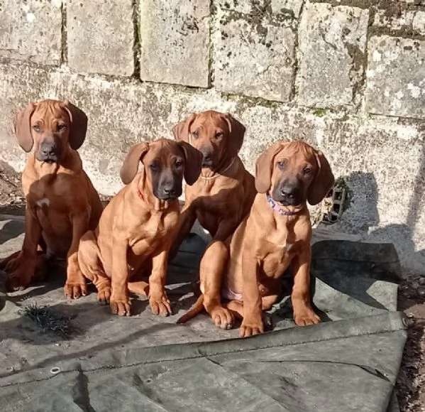 Cuccioli Rhodesian Ridgeback  | Foto 1