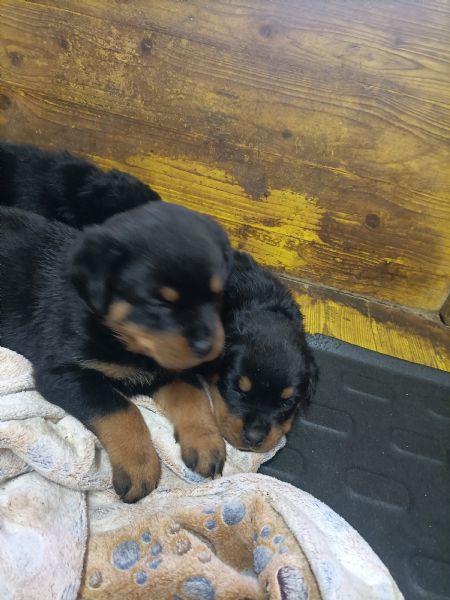 Cuccioli Rottweiler  | Foto 3