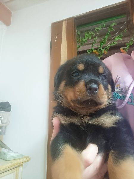 Cuccioli Rottweiler  | Foto 2