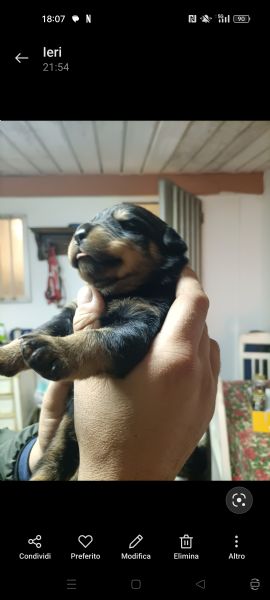 Cuccioli Rottweiler  | Foto 1