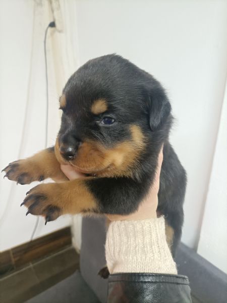 Cuccioli Rottweiler  | Foto 0