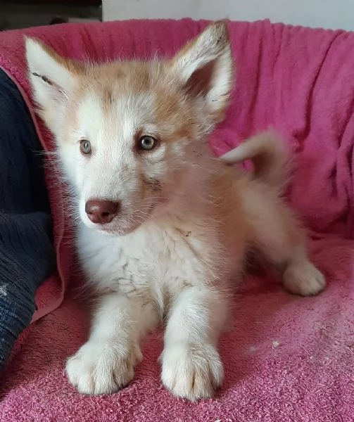 Alaskan Malamute cuccioli  | Foto 2