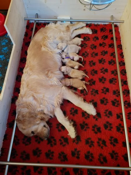 CUCCIOLATA DI GOLDEN RETRIEVER A NOVARA