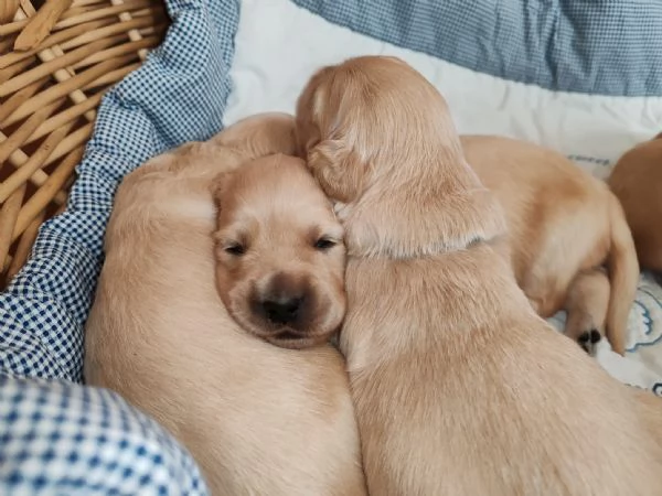 CUCCIOLATA DI GOLDEN RETRIEVER A NOVARA | Foto 1