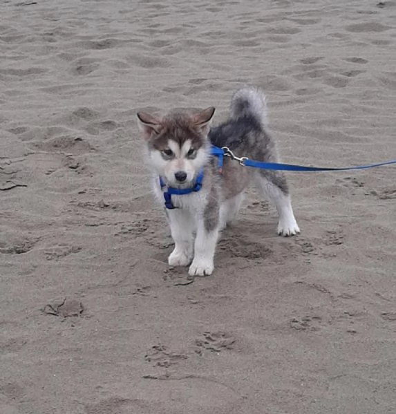 Alaskan Malamute cucciolo