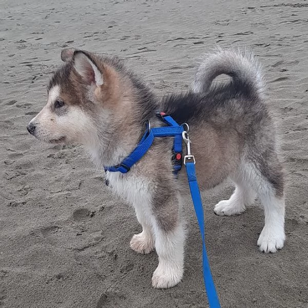 Alaskan Malamute cucciolo | Foto 3