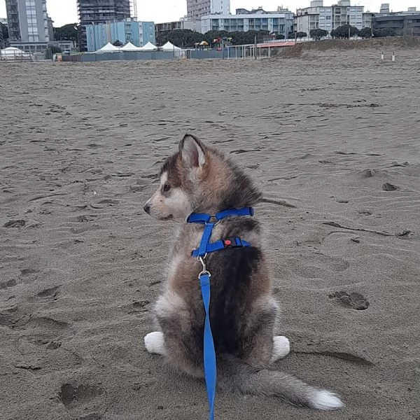 Alaskan Malamute cucciolo | Foto 1