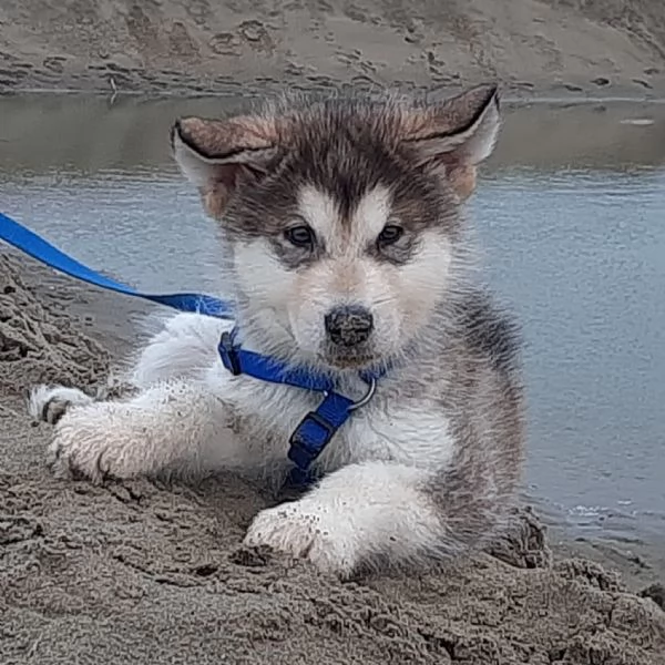 Alaskan Malamute cucciolo | Foto 0