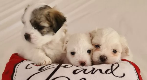 Cuccioli di Coton de Tulear