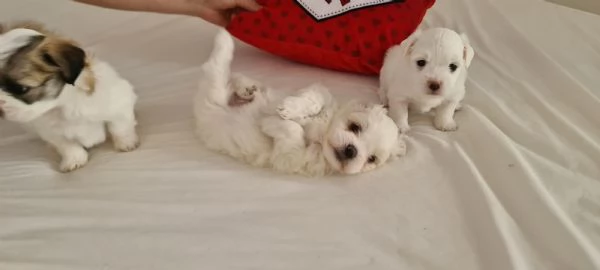 Cuccioli di Coton de Tulear | Foto 3