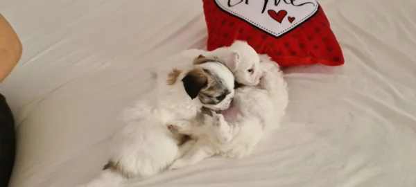 Cuccioli di Coton de Tulear | Foto 2