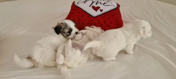 Cuccioli di Coton de Tulear | Foto 0