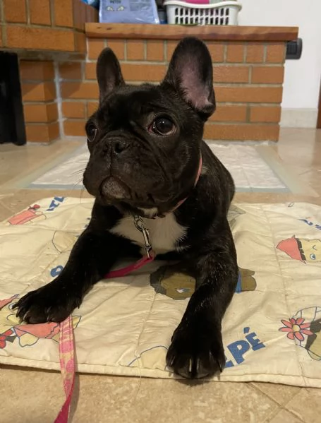 Disponibile cucciola di bulldog francese  | Foto 1