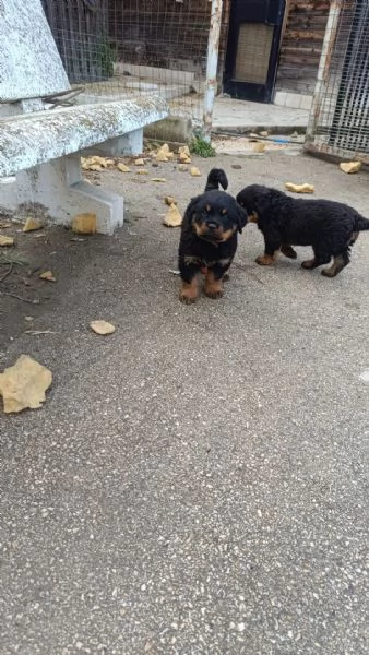 Cuccioli di Rottweiler 