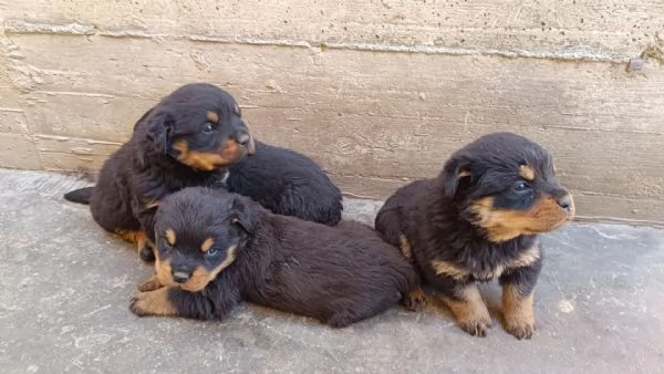 Cuccioli di Rottweiler  | Foto 2