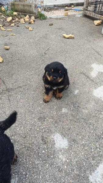 Cuccioli di Rottweiler  | Foto 0