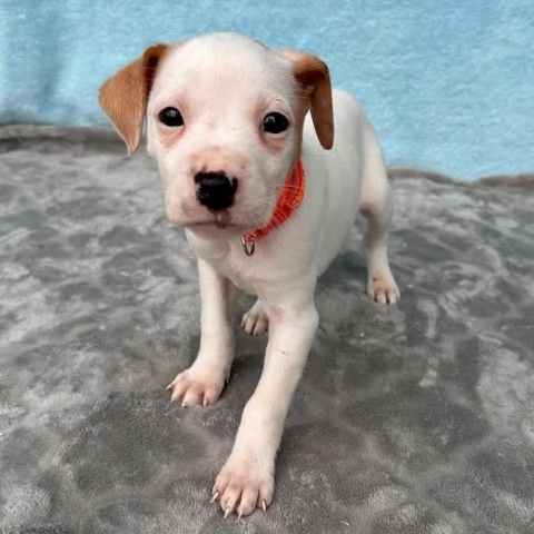 Jack Russell Terrier per compagnia