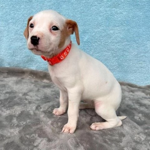 Jack Russell Terrier per compagnia | Foto 2