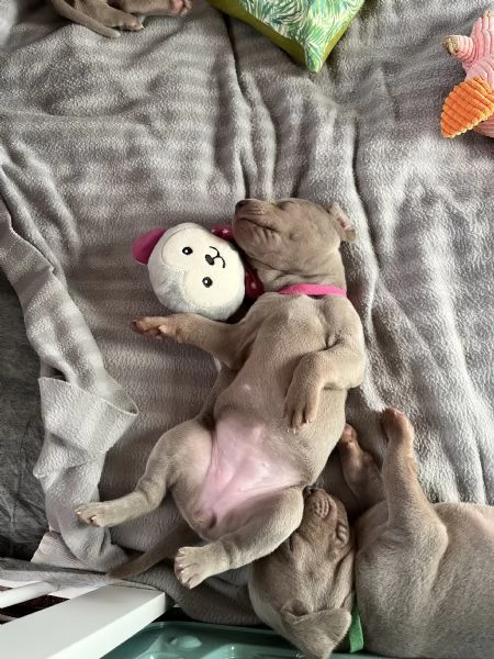 Cuccioli di Weimaraner allevati da educatore cinofilo | Foto 4