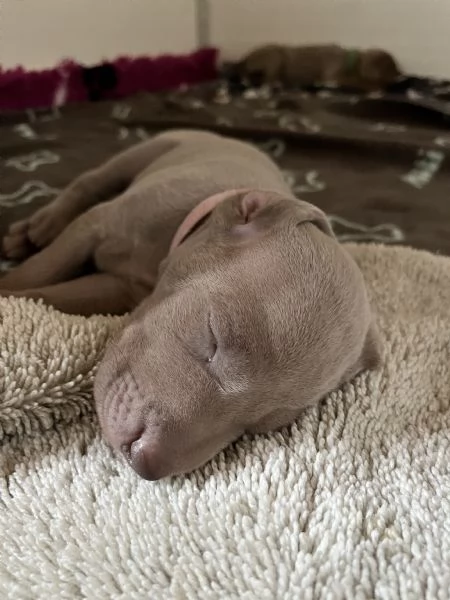 Cuccioli di Weimaraner allevati da educatore cinofilo | Foto 3