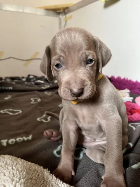 Cuccioli di Weimaraner allevati da educatore cinofilo | Foto 2