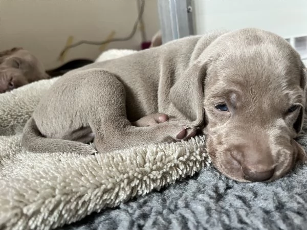 Cuccioli di Weimaraner allevati da educatore cinofilo | Foto 1