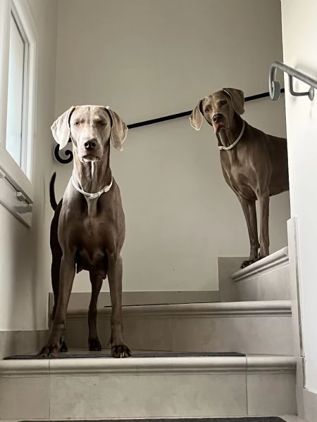 Cuccioli di Weimaraner allevati da educatore cinofilo | Foto 0