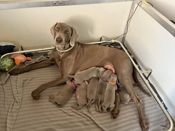 Cuccioli di Weimaraner allevati da educatore cinofilo