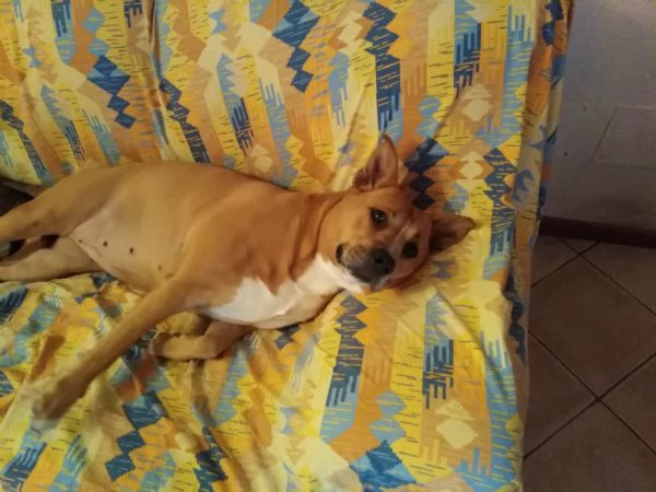 Regalo cane Amstaff | Foto 1