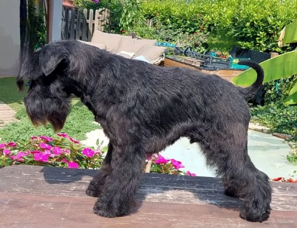 Schnauzer nano nero | Foto 5