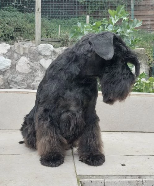 Schnauzer nano nero | Foto 3