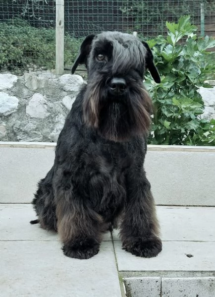 Schnauzer nano nero | Foto 1