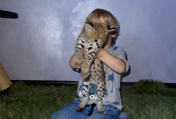 gattini serval in vendita | Foto 5