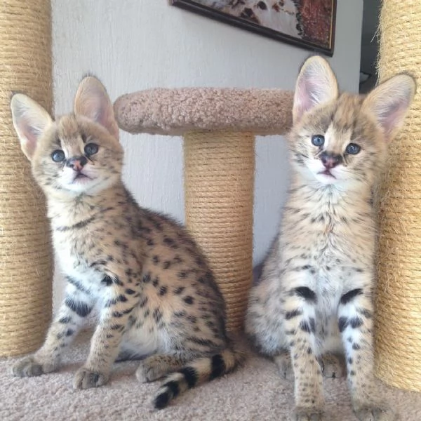 gattini serval in vendita | Foto 4