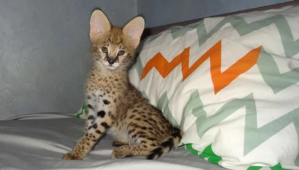 gattini serval in vendita | Foto 3