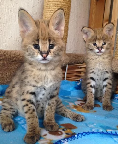 gattini serval in vendita | Foto 2