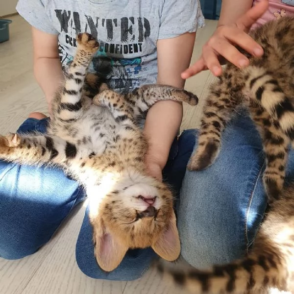 gattini serval in vendita | Foto 1