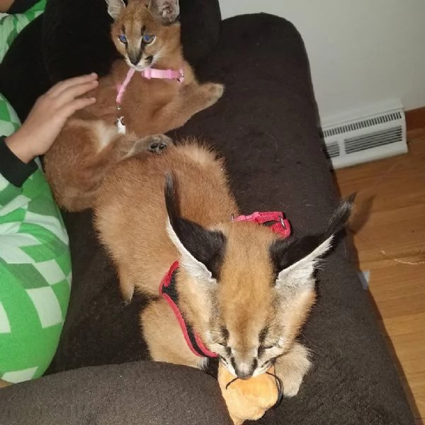 disponibili gattini caracal | Foto 6