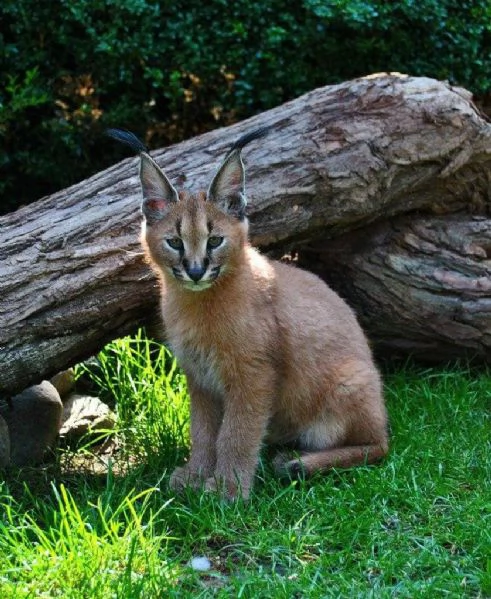 disponibili gattini caracal | Foto 5