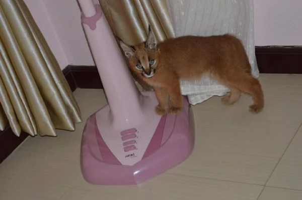 disponibili gattini caracal | Foto 4