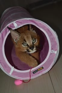 disponibili gattini caracal | Foto 2